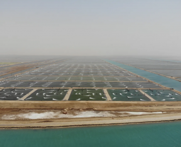 ¿Qué modelo de cultivo de camarón garantizará el éxito a largo plazo?